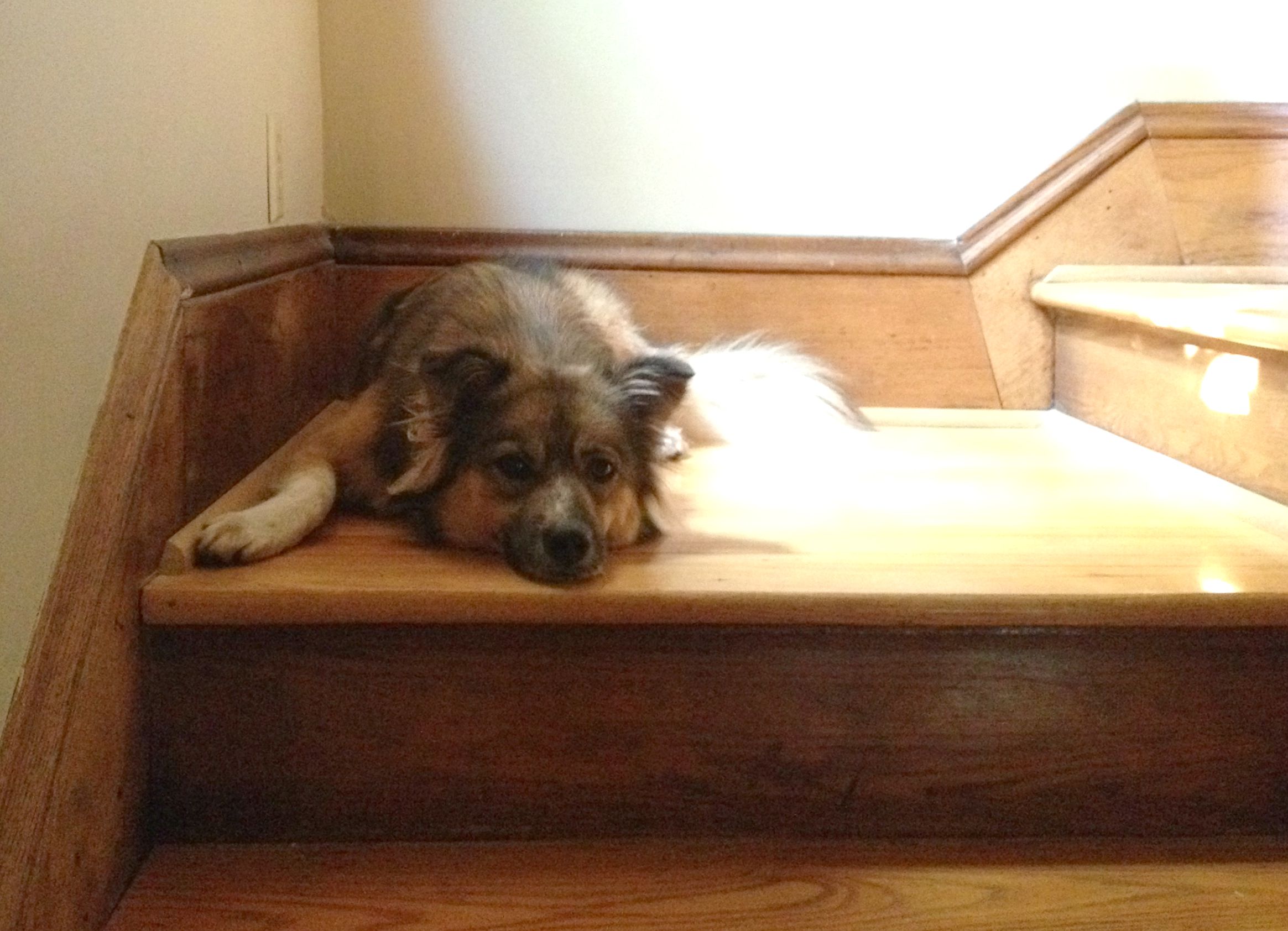 Foxy_stairs